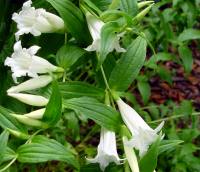 Lovely tubular white flowers in summer on arching stems.